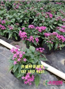 五星花