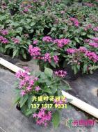 五星花